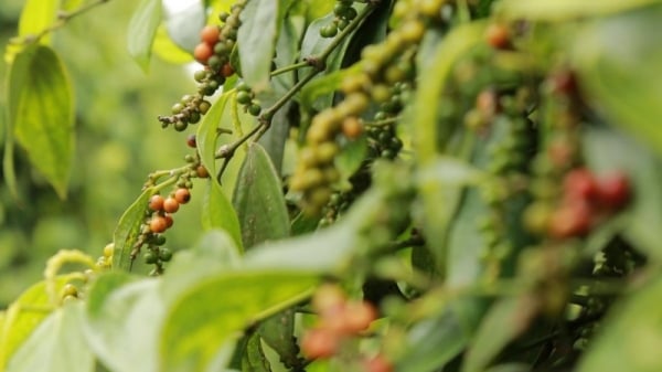 Thị trường lớn truyền thống vẫn ổn định, tạo động lực tích cực cho giá tiêu