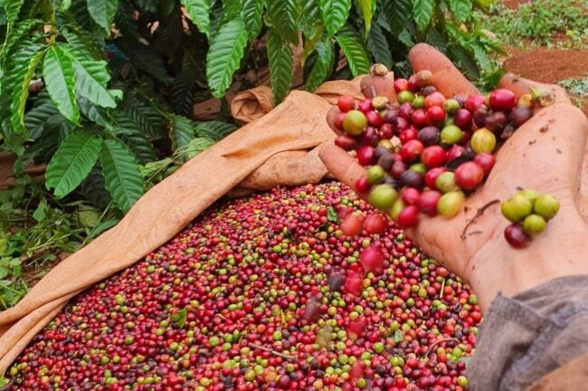 Giá cà phê liên tục đảo chiều, lại tăng lên mạnh mẽ hôm nay