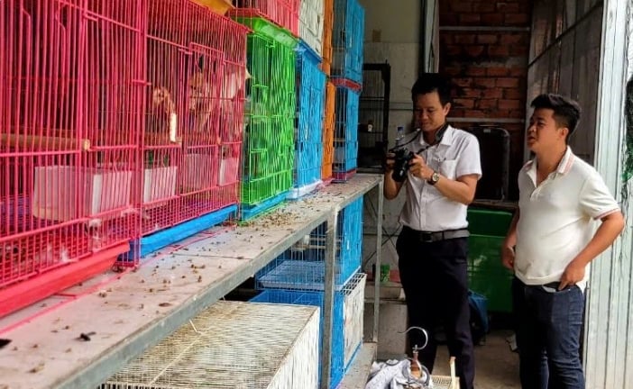 Loại chim to hơn viên kẹo, đã hót hay lại còn đột biến, anh nông dân Tiền Giang nuôi thành công, bán 5-7 triệu/con