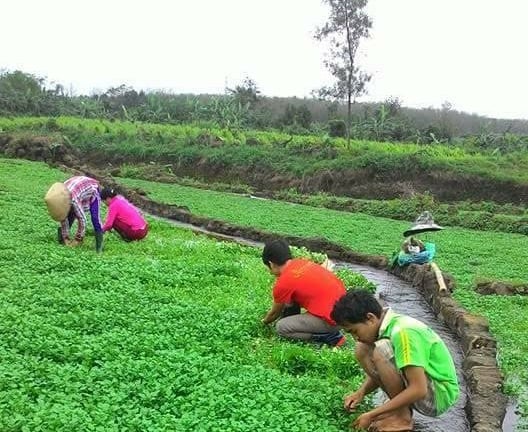Sáp nhập Quảng Bình, Quảng Trị, tỉnh sau hợp nhất có một làng trồng rau đặc sản từ nước giếng cổ Champa chảy tràn quanh năm