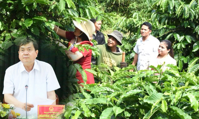 Phó Chủ tịch Kon Tum chỉ đạo “giữ nhịp” phát triển cà phê xứ lạnh