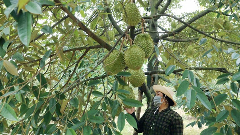 Kệ chuyện xôn xao sầu riêng bán vạ vật, ở Đồng Nai dân vẫn bán tốt, loại ngon nhất 75.000 đồng/kg