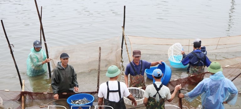 Sáp nhập, hợp nhất thành công, một xã ở Thái Bình đang nuôi cá khỏe, tôm ngon, ra ngõ đụng triệu phú
