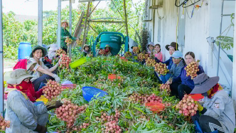 Trồng cây đặc sản trên đất cằn, một người quê Hải Dương thành tỷ phú Đắk Lắk, bà con làm theo liền khá giả 