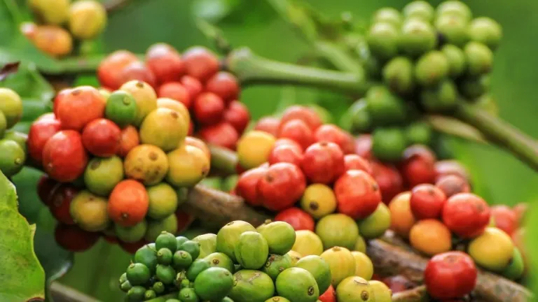 Giá cà phê tiếp tục giảm đồng loạt, lạc quan về triển vọng nguồn cung tại Brazil