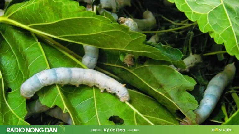 Nghề nuôi tằm quê tôi