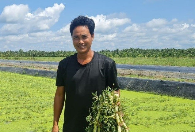 Thứ rau đặc sản bơi nước tốt um ở một xã của Trà Vinh, dân hái lên thương lái 'khuân đi' hết