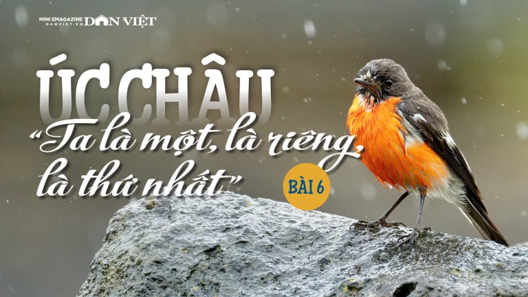Úc châu, “Ta là một, là riêng, là thứ nhất”: “Sân khấu tạp kỹ” của những gã phong tình (Bài 6)