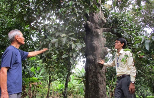 Sáp nhập tỉnh Bình Dương, Bà Rịa-Vũng Tàu, TP HCM có một nơi la liệt cây cổ thụ 'đẻ' quả đặc sản, vua nhà Nguyễn gọi là 'giáng châu tử'