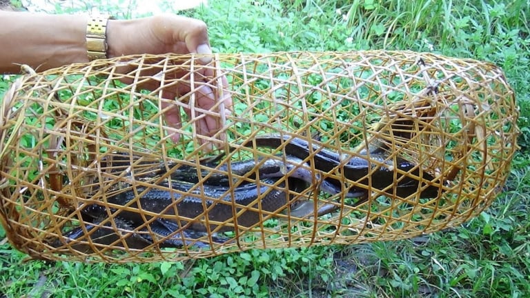 Rủ nhau đi bắt cá đồng, nhấc lờ lên toàn cá lóc ngon ở quê Khánh Hòa