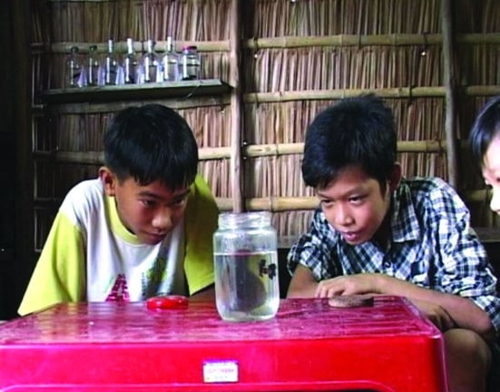 Quên cá cảnh triệu đô đi, chơi thứ cá kiểng bình dân này ở miền Tây, có vé lên 'chuyến tàu tuổi thơ' ngay và luôn