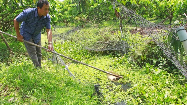 Đào rãnh trong vườn, nuôi con đặc sản, dân nơi này ở Vĩnh Long bắt con nào thương lái mua hết con đó