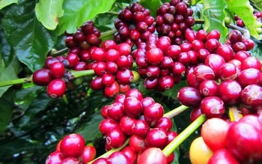 Giá cà phê lao dốc, nguồn cung cà phê toàn cầu gia tăng gây áp lực lên giá