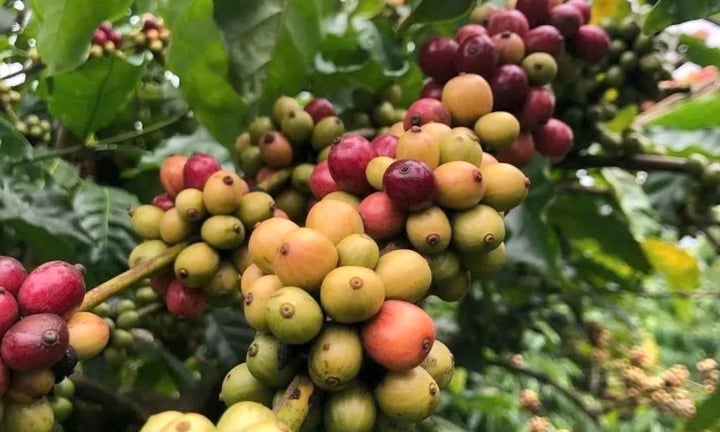 Nguồn cung tăng và nhu cầu bị nghi ngờ, giá cà phê đồng loạt giảm mạnh