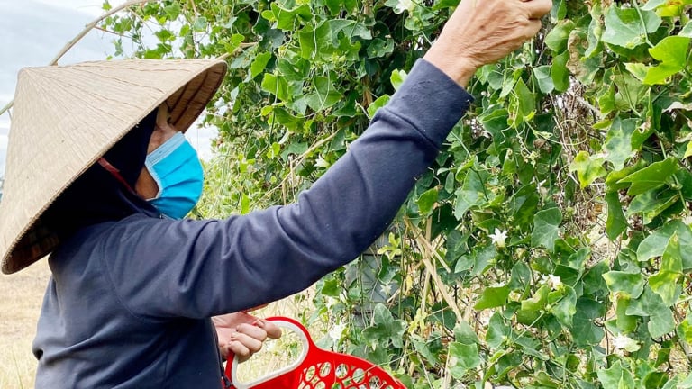 Ở Huế, lội bờ săn rau dại, nấu bát canh tập tàng, có người suýt đụng trúng tổ của con động vật hung hãn này