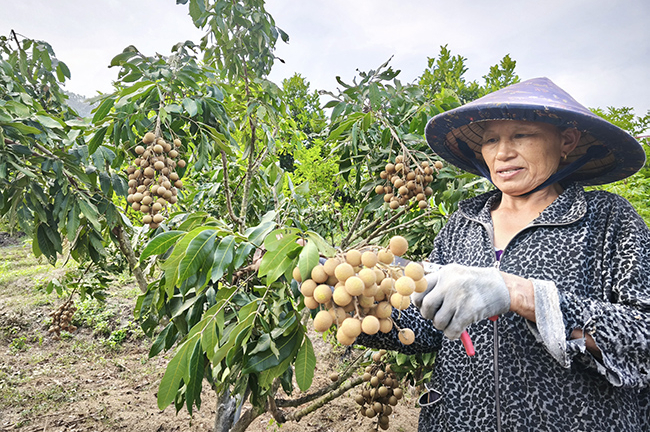 Cả làng ở Bình Định phục lăn nông dân trồng nhãn ra quả quanh năm, cây thấp tè trái quá trời