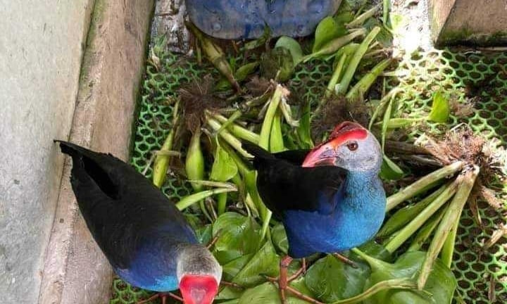 Thứ chim hoang dã to như gà rừng, cứ đẻ ít dần đều, nuôi thành công ở Bạc Liêu, bán 1,5 triệu/con