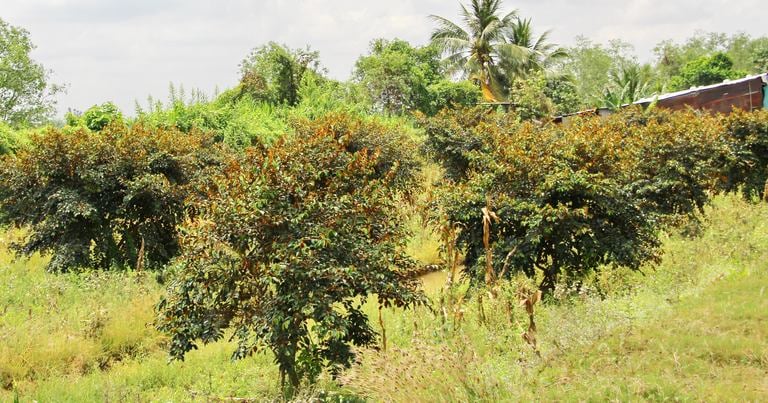 Trồng la liệt cây đặc sản ra quả ngon ở đất Vĩnh Long, hễ hái là thương lái 'khuân' đi hết