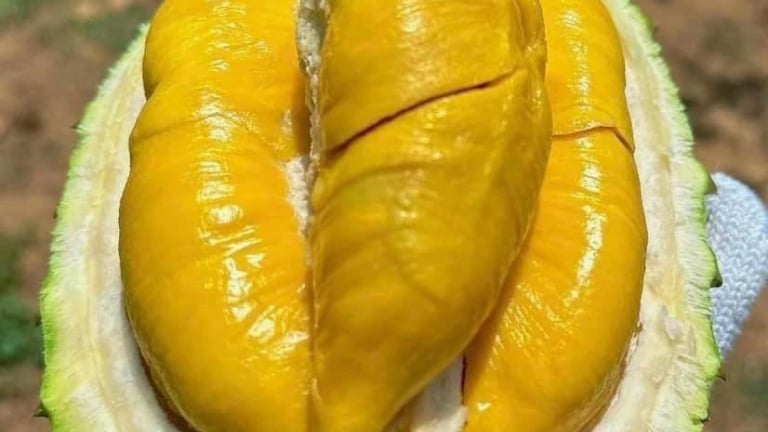 'Hiến kế' tiêu thụ sầu riêng: Tách múi, đóng gói nhỏ, dân trong nước sẽ không tiếc tiền mua