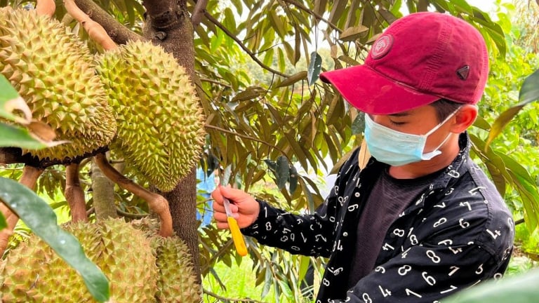 Cập nhật danh sách phòng kiểm nghiệm được Trung Quốc công nhận mới nhất, xét nghiệm Cadimi, Vàng O trong sầu riêng  