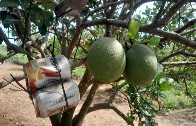 Một ông nông dân Tây Ninh treo vỏ lon bia nuôi con gì trong vườn bưởi mà khi hiểu ra cả làng bất ngờ?