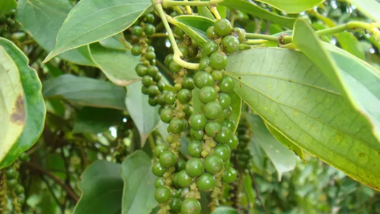 Giá tiêu giảm sâu, rời khỏi mốc 150.000 đồng/kg, điều gì diễn ra tiếp theo?