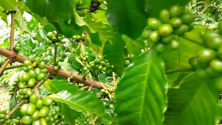 Giá cà phê ở mốc thấp, dự báo 'nóng' sản lượng cà phê Việt Nam