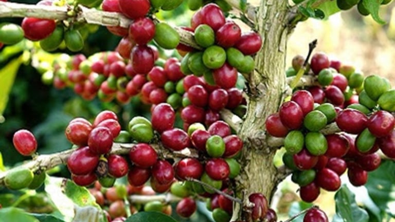 Giá cà phê tăng trở lại song hoạt động giao dịch vẫn kém sôi động