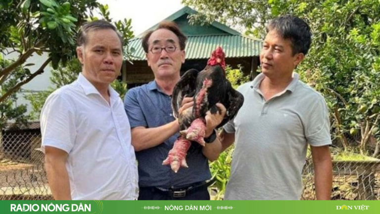Lạ thay, khách du lịch Nhật, Hàn đến Hưng Yên chỉ để... thăm chuồng gà!