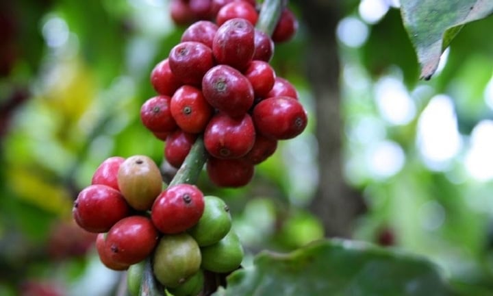 Giá cà phê kéo dài đà giảm đến khi nào?