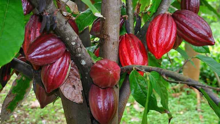 Quy định mới của EU đang tái định hình ngành ca cao, doanh nghiệp Việt cần đặc biệt lưu ý