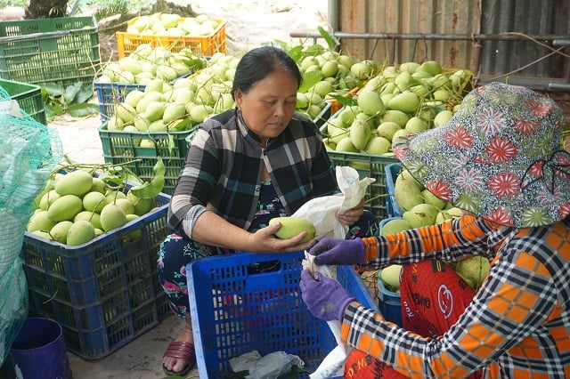 Trước giờ sáp nhập tỉnh Tiền Giang, UBND tỉnh Đồng Tháp ký ban hành một Kế hoạch quan trọng liên quan đến Hợp tác xã kiểu mới