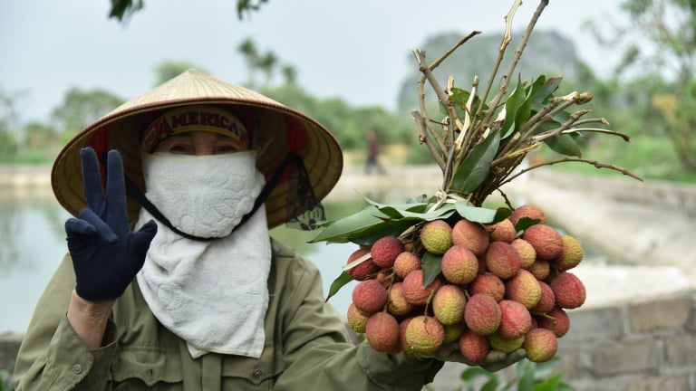 Mướt mồ hôi thu hoạch vải chín sớm đặc sản ở Quảng Ninh, 10 quả căng mọng cả 10