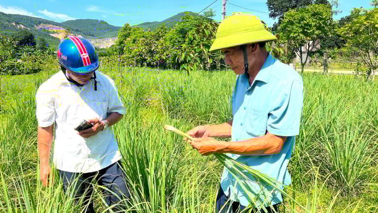 Nông dân Hà Tĩnh trồng cây gì tốt um mà bán cả củ, lá, thu nhập gấp 4 lần so với cây màu khác?