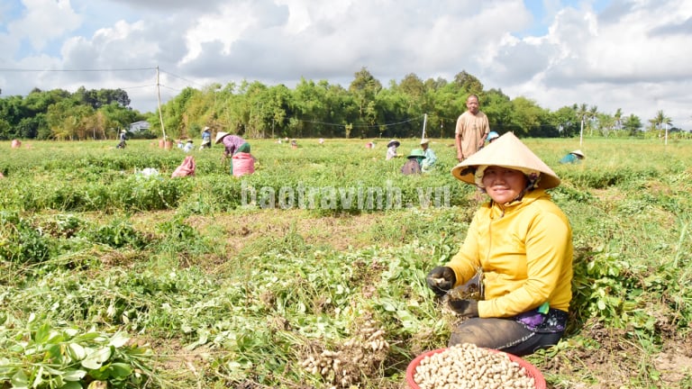 Loại cây mọc tốt um ngoài đồng ở Trà Vinh, quả thò ra vùi ngay xuống đất gọi là củ, hễ nhổ lên là la liệt củ, cứ nói bán là khối người mua