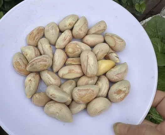 Bây giờ nói đến khối người cười vang, nhưng ngày xưa vì sao người ta hay ăn hạt mít luộc?