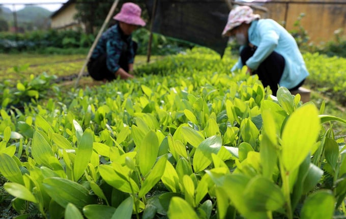 Trước ngày sáp nhập Hà Giang chung một tên mới sau hợp nhất, UBND tỉnh Tuyên Quang đã phê duyệt một Đề án quan trọng liên quan đến rừng