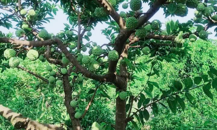 Trước thềm 'đón' tỉnh Long An về 'chung nhà', Tây Ninh có cây đặc sản nổi tiếng ra quả ngon quá trời như thế này đây