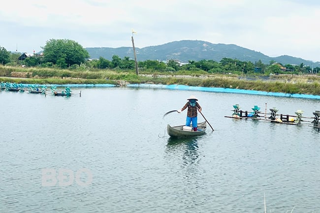 'Ngày nắng đêm mưa' khiến nông dân nuôi con gì ở Bình Định lo phập phồng?
