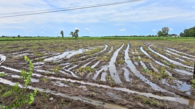 Loại cây ra lắm củ này ở Tây Ninh sao dân phải nhổ bán sớm khi chữ bột dưới 25?