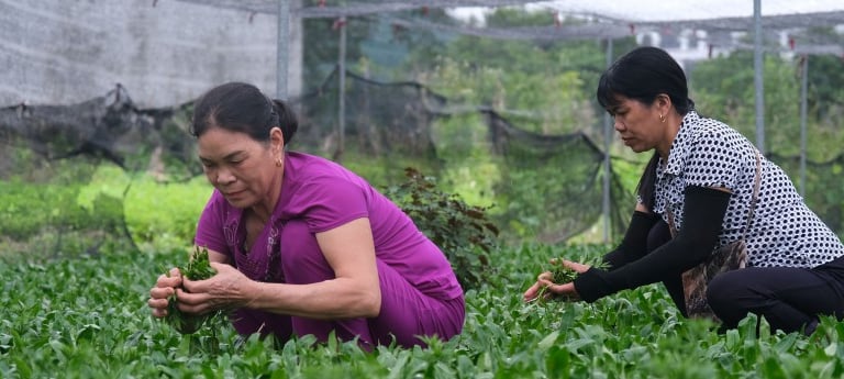 Đây, loại rau thơm hễ dính tí nước ẩm là tốt um, dân nơi này của Thái Bình cứ cắt là bán nhanh như tôm tươi