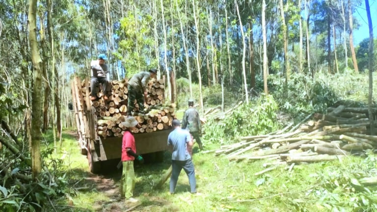 Cứ mỗi ngày trôi qua, nông dân Hòa Bình cầm từ rừng về nhà khoảng 4,5 tỷ đồng, đây là cách 'giảm nghèo ăn chắc'
