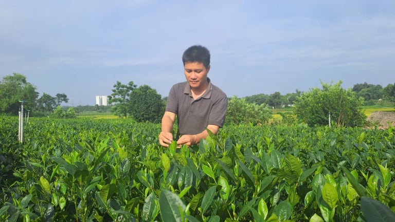 Cầm bằng đại học về quê trồng chè, hotboy làng ở Thái Nguyên bất ngờ nổi tiếng