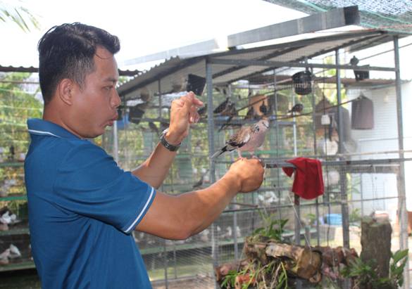 Một anh nông dân Bến Tre nuôi thành công 2 loại chim xuất xứ Malaysia, Pháp, bán cao nhất giá 5 triệu/cặp
