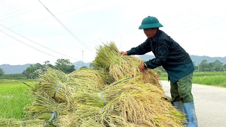 Đây, một vùng đất trù phú bậc nhất đất Tuyên Quang, nơi từng đặt xưởng in tiền, trước giờ sáp nhập tỉnh, bỏ cấp huyện