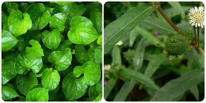 Loại lá nhiều nhan nhản uống mát gan, giải độc nhưng không phải ai cũng biết