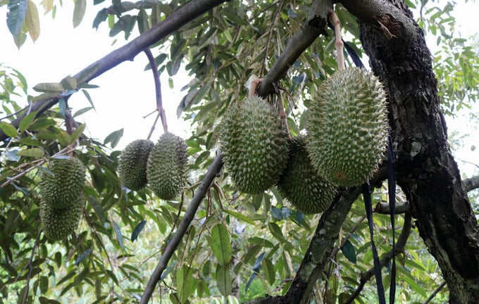 Trước thềm sáp nhập tỉnh Khánh Hòa, đây là các cây trồng chủ lực giá trị kinh tế cao của Ninh Thuận