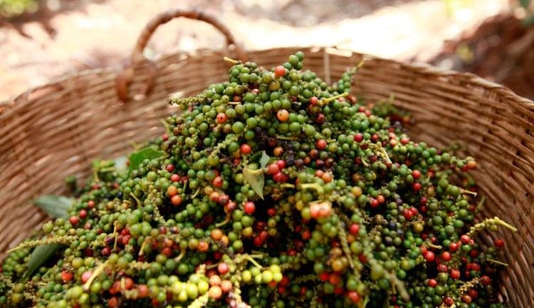 Cung cầu chưa cân bằng khiến giá tiêu nội địa tiếp tục chịu áp lực giảm