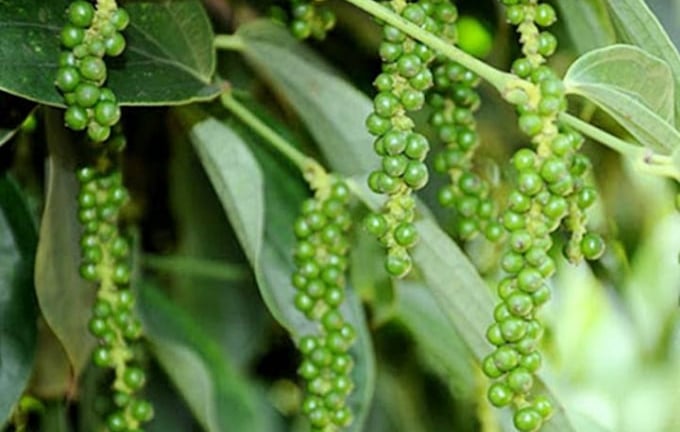 Giá tiêu nội địa giảm đáng kể do nhu cầu xuất khẩu không ổn định