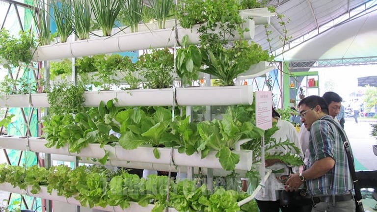 Trước giờ sáp nhập tỉnh Bà Rịa-Vũng Tàu, Bình Dương, TP HCM ban hành một kế hoạch quan trọng liên quan đến nông nghiệp công nghệ cao